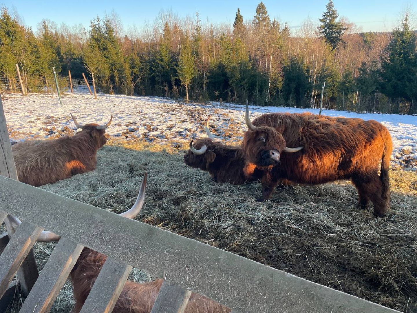 Дмитров, Ферма Российские альпаки, Походкино, вертикалки,