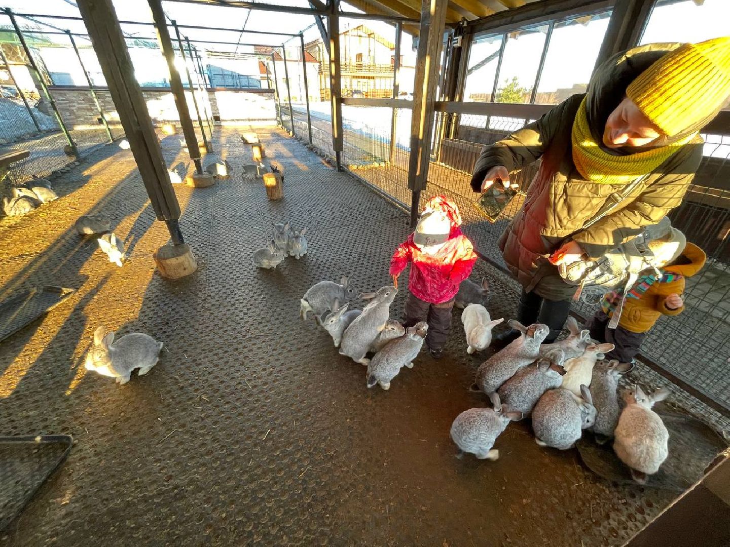 Дмитров, Ферма Российские альпаки, Походкино, вертикалки,