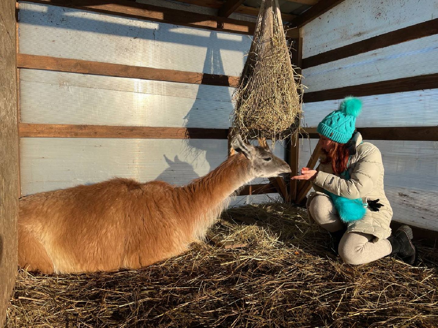 Дмитров, Ферма Российские альпаки, Походкино, вертикалки,