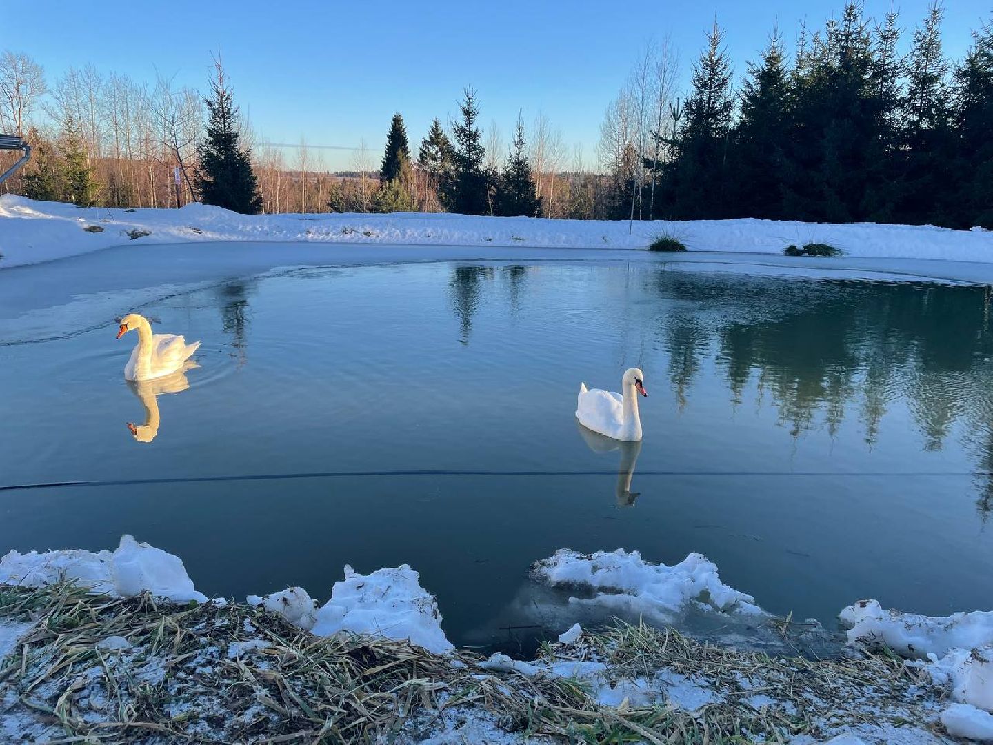 Дмитров, Ферма Российские альпаки, Походкино, вертикалки,