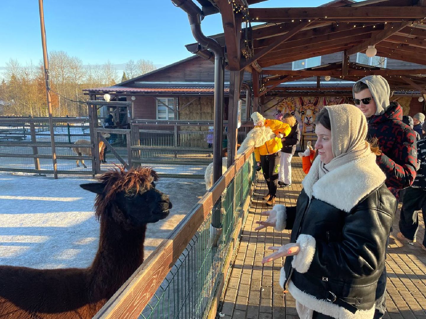 Дмитров, Ферма Российские альпаки, Походкино, вертикалки,