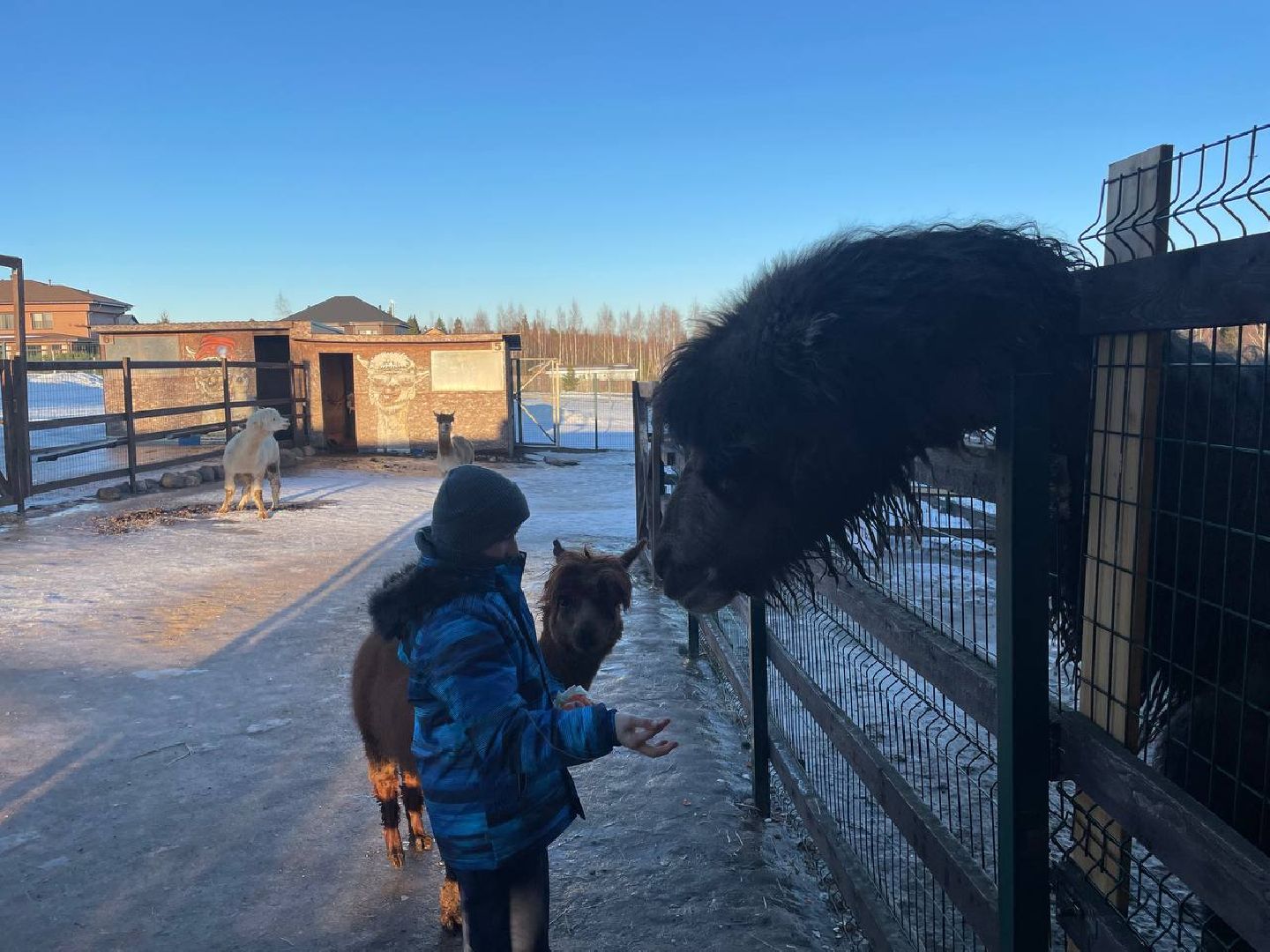 Дмитров, Ферма Российские альпаки, Походкино, вертикалки,