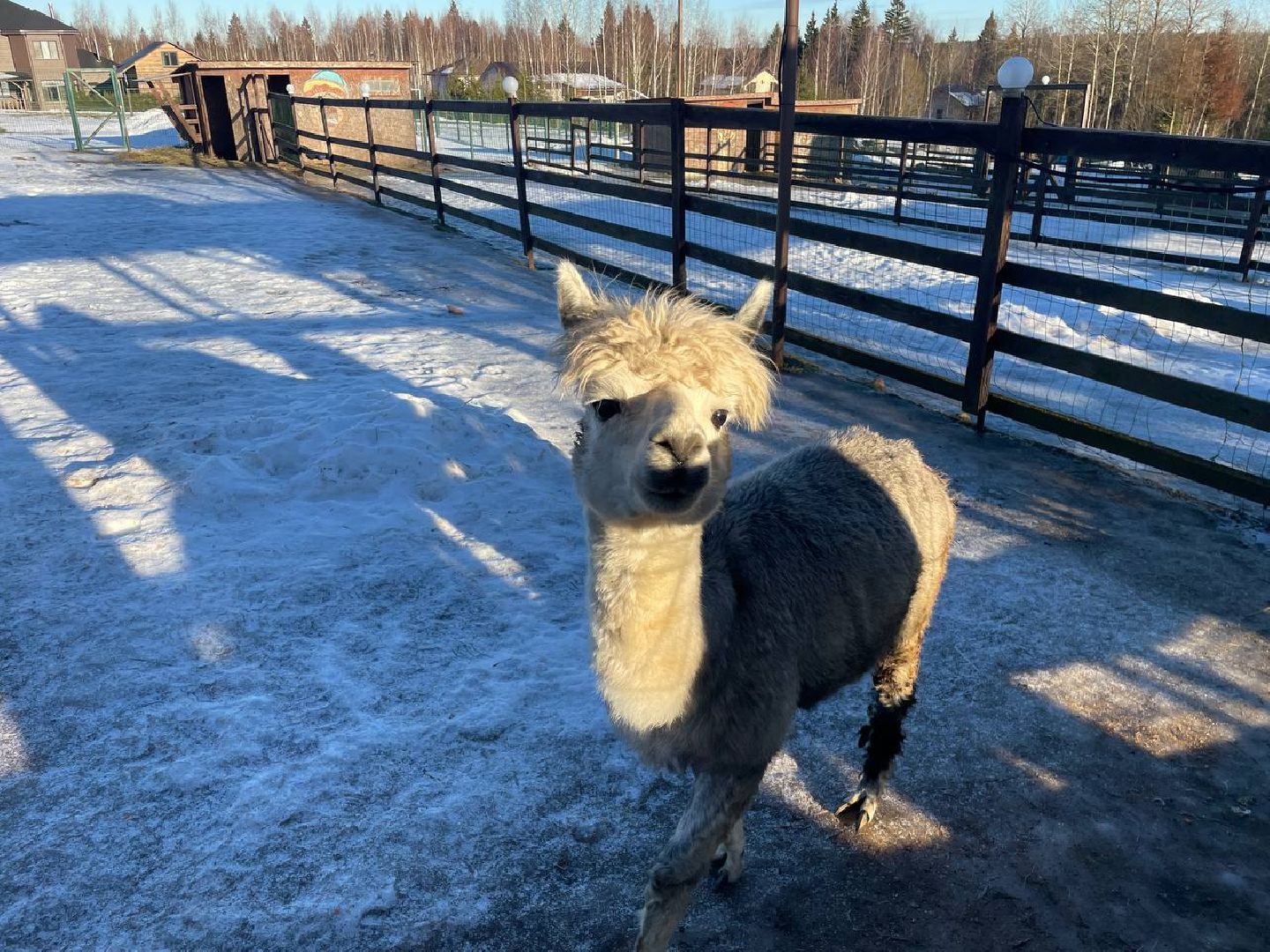 Дмитров, Ферма Российские альпаки, Походкино, вертикалки,