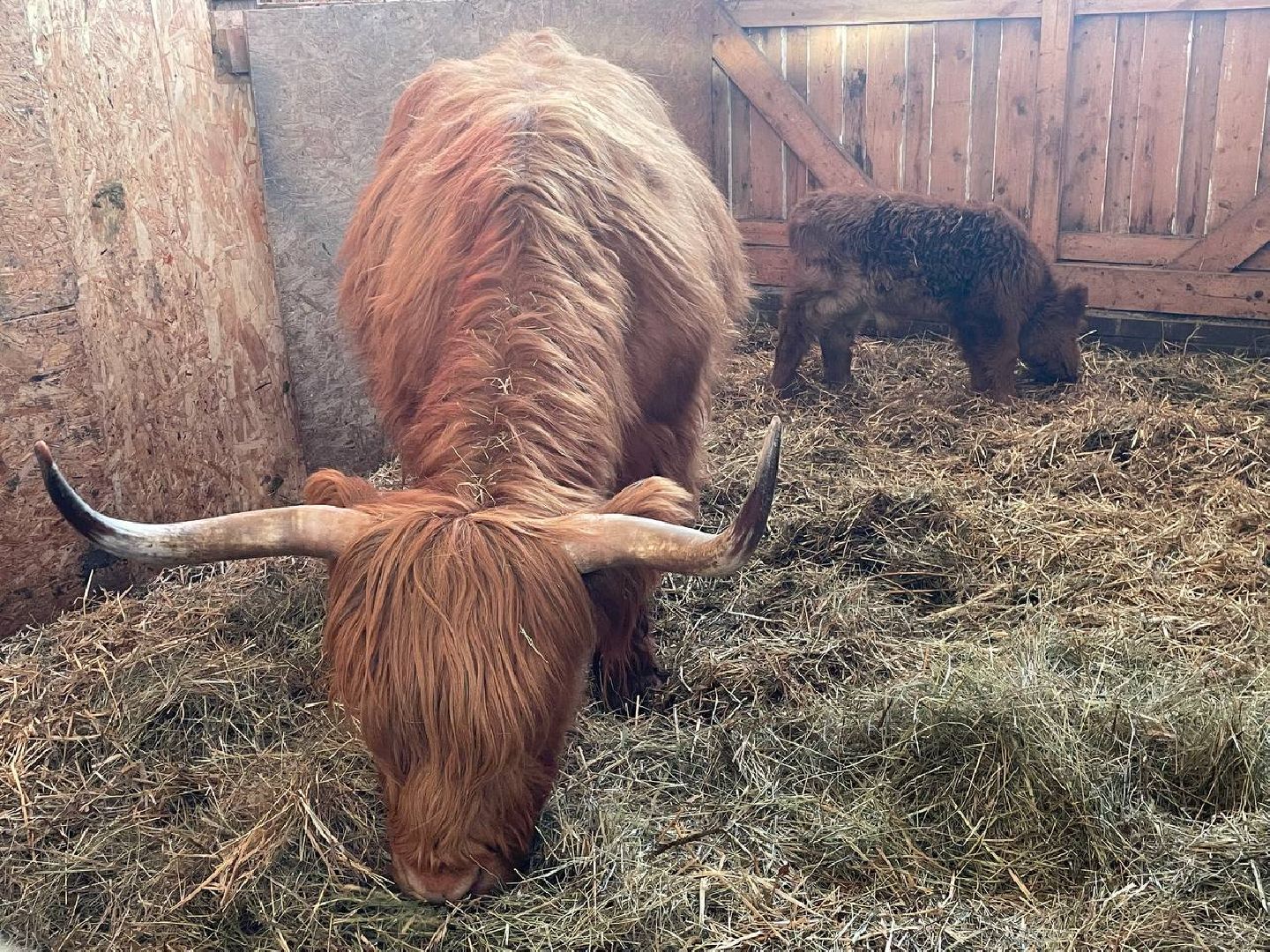Дмитров, Ферма Российские альпаки, Походкино, вертикалки,