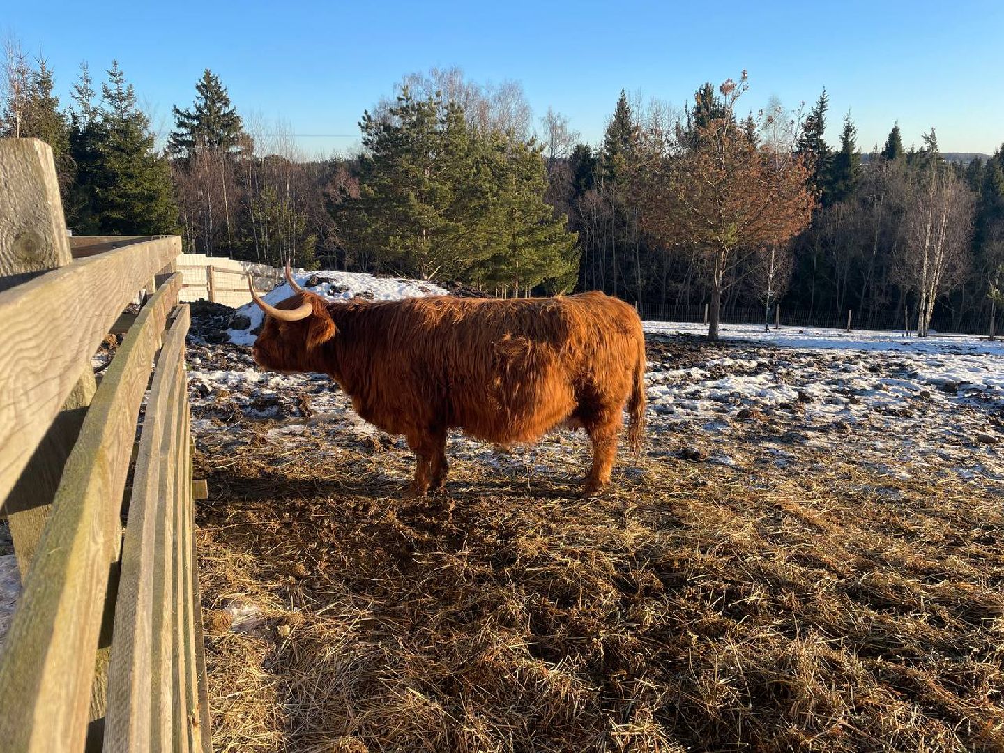 Дмитров, Ферма Российские альпаки, Походкино, вертикалки,
