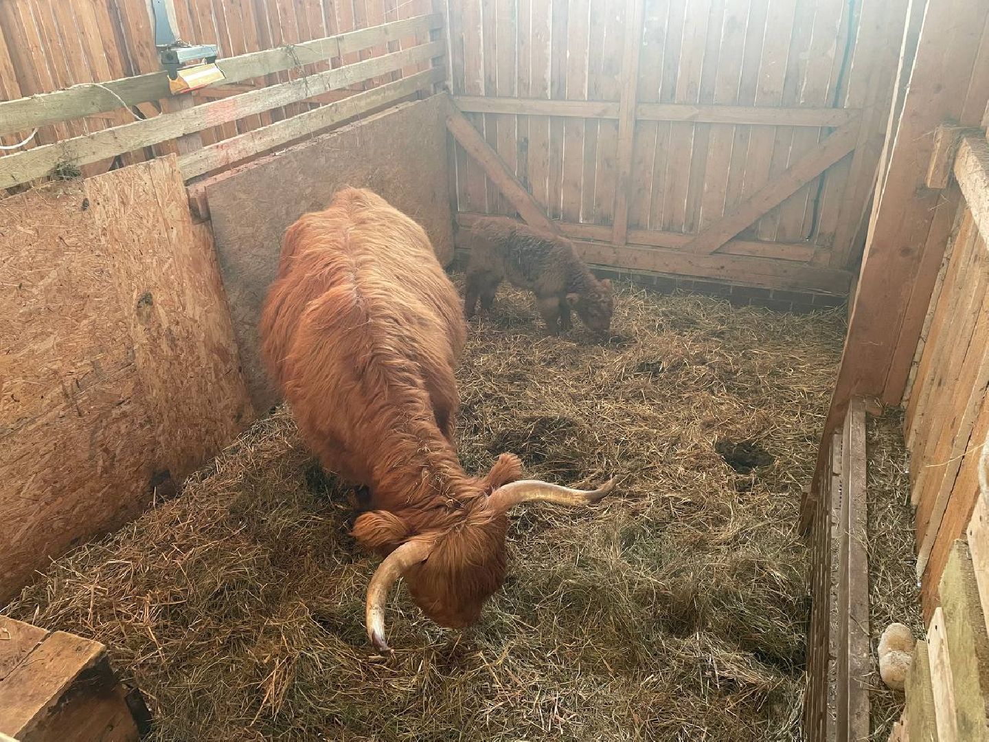 Дмитров, Ферма Российские альпаки, Походкино, вертикалки,