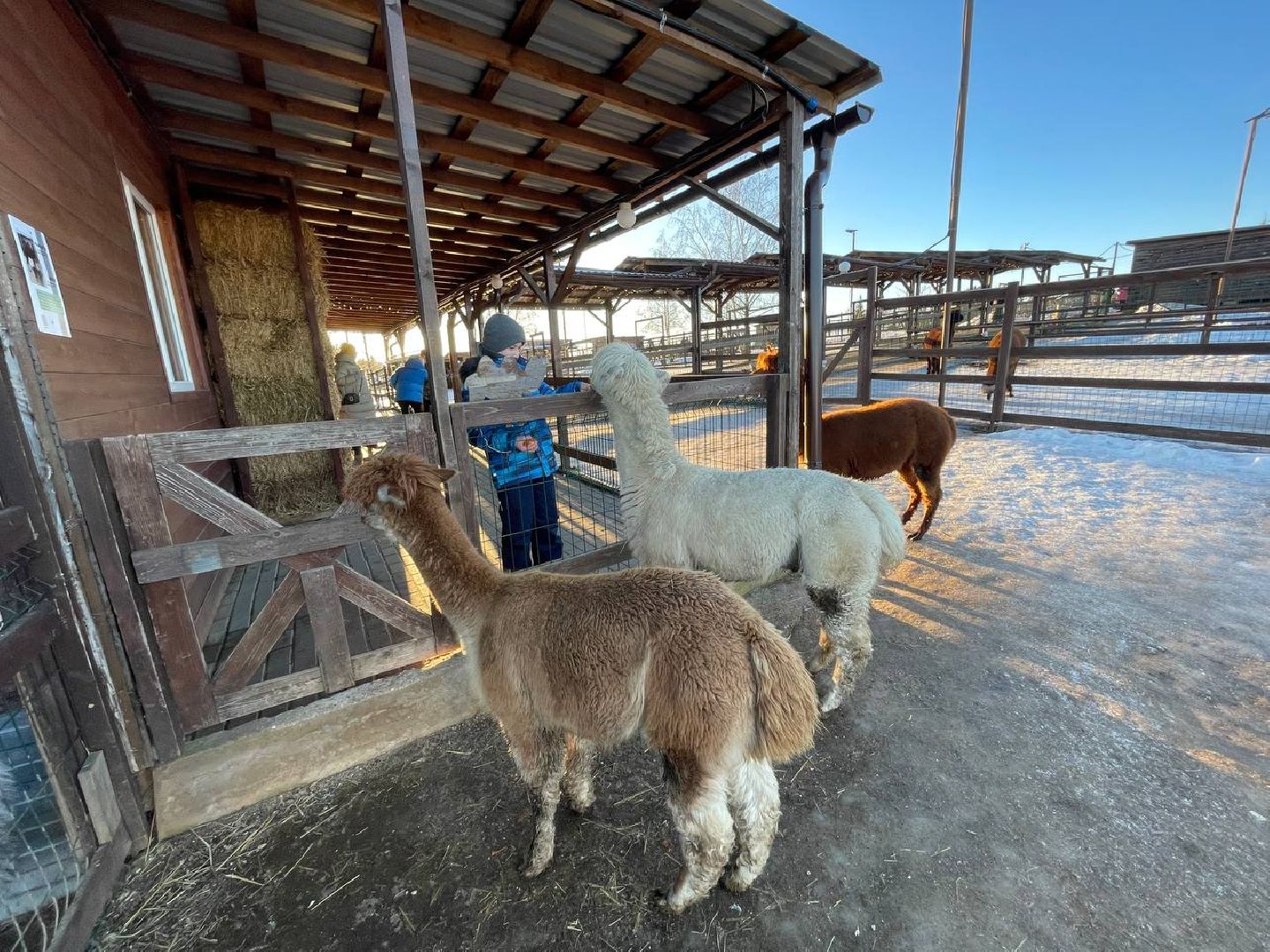 Дмитров, Ферма Российские альпаки, Походкино, вертикалки,