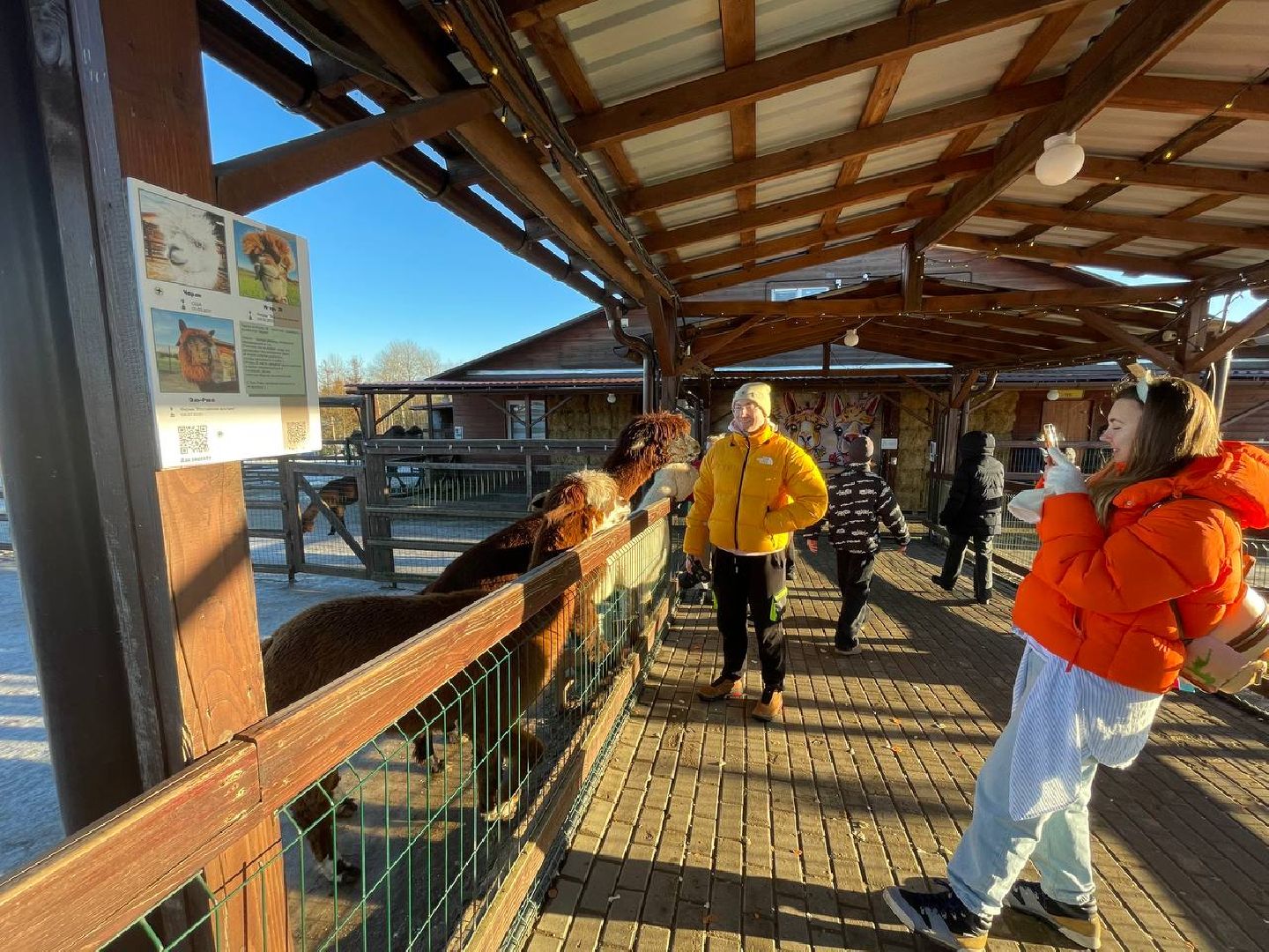 Дмитров, Ферма Российские альпаки, Походкино, вертикалки,