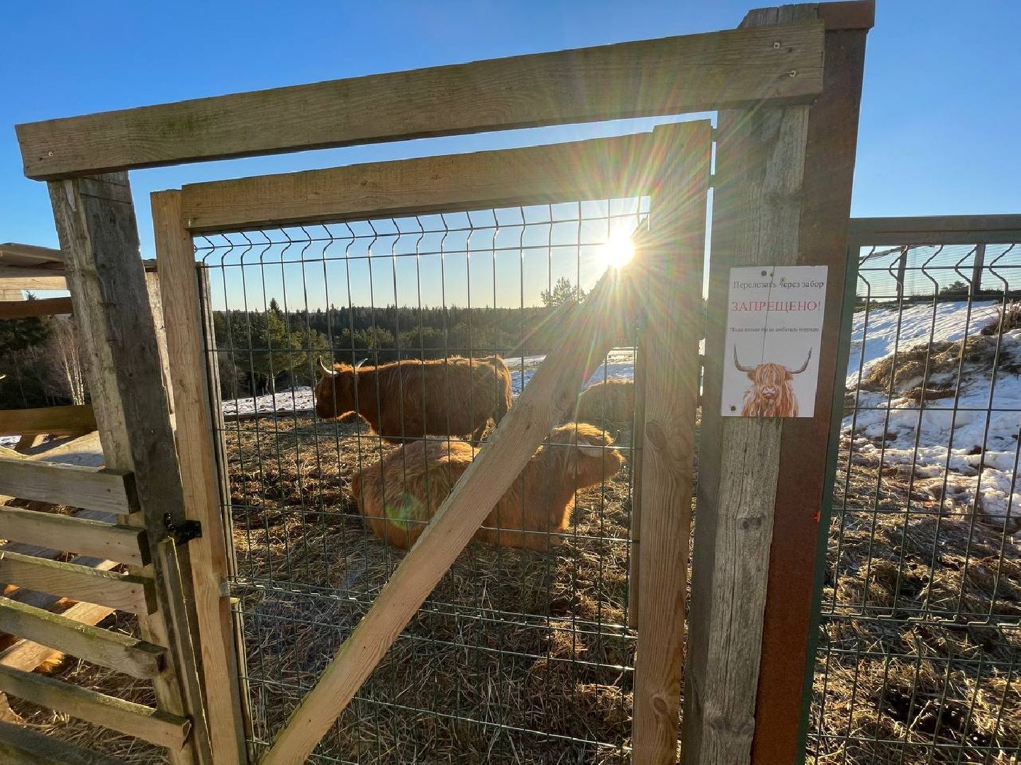 Дмитров, Ферма Российские альпаки, Походкино, вертикалки,