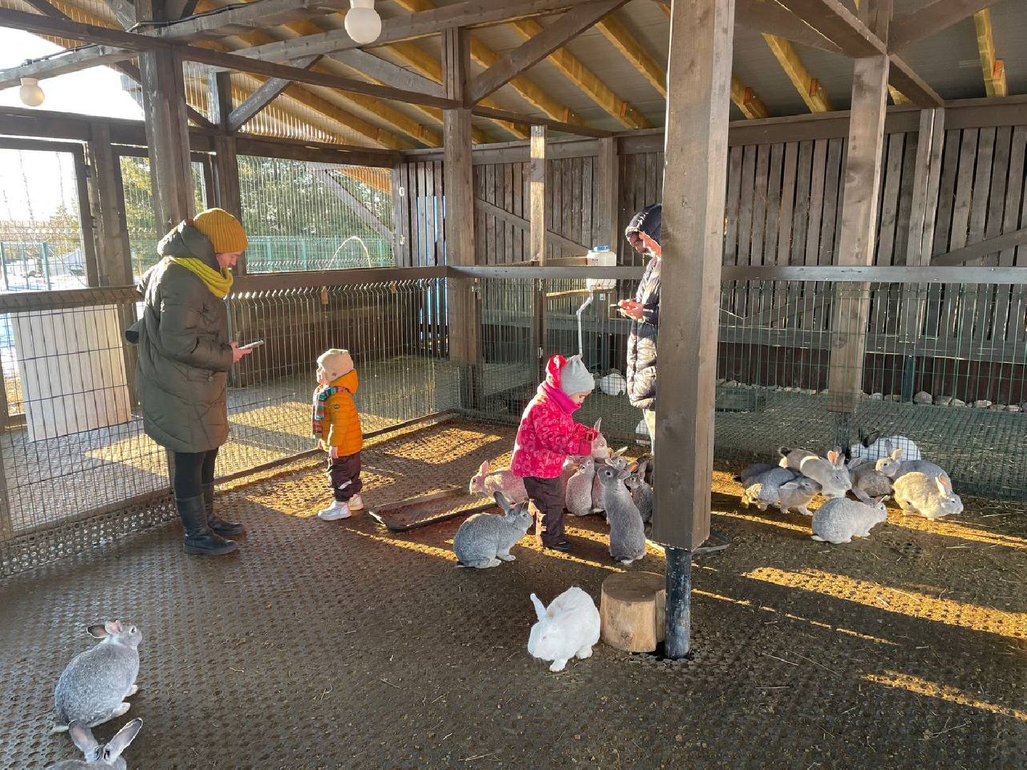 Дмитров, Ферма Российские альпаки, Походкино, вертикалки,