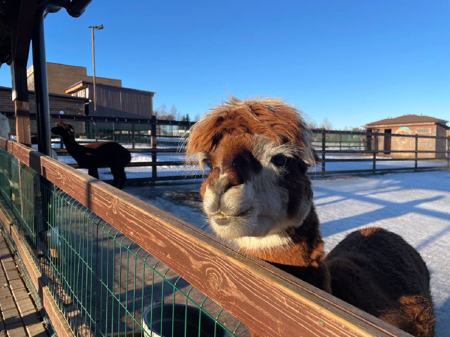 Дмитров, Ферма Российские альпаки, Походкино, вертикалки,