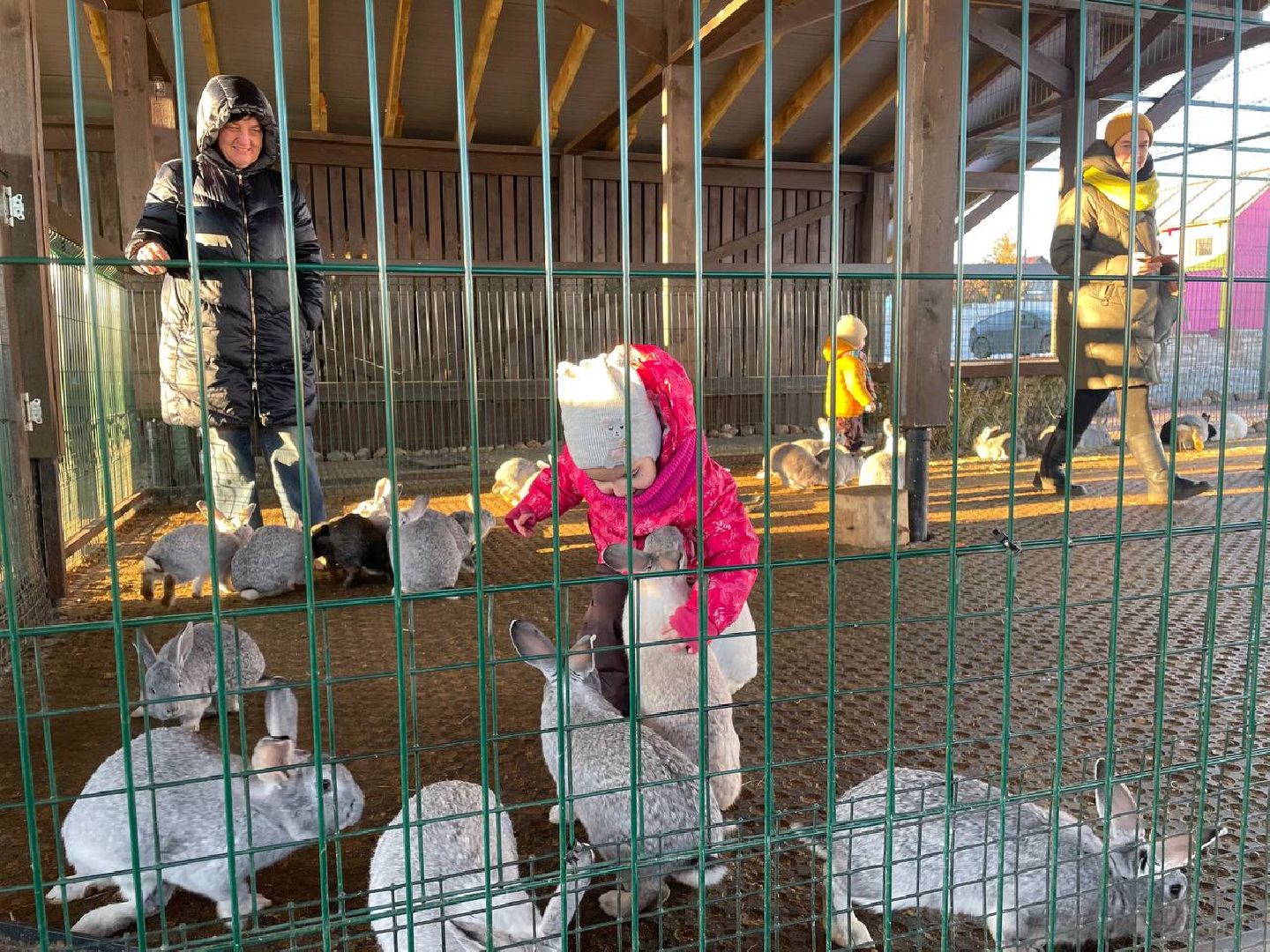 Дмитров, Ферма Российские альпаки, Походкино, вертикалки,