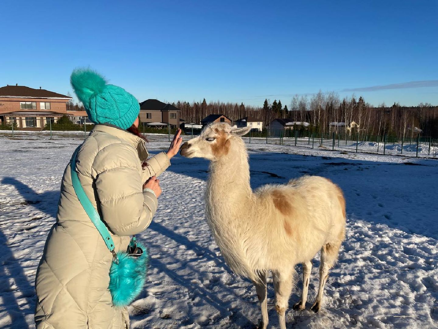 Дмитров, Ферма Российские альпаки, Походкино, вертикалки,