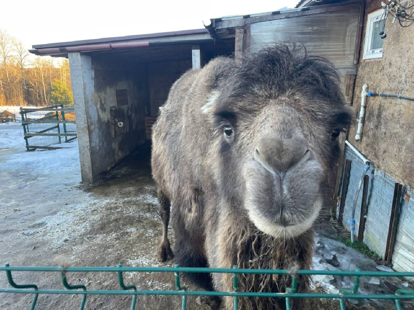 Дмитров, Ферма Российские альпаки, Походкино, вертикалки,