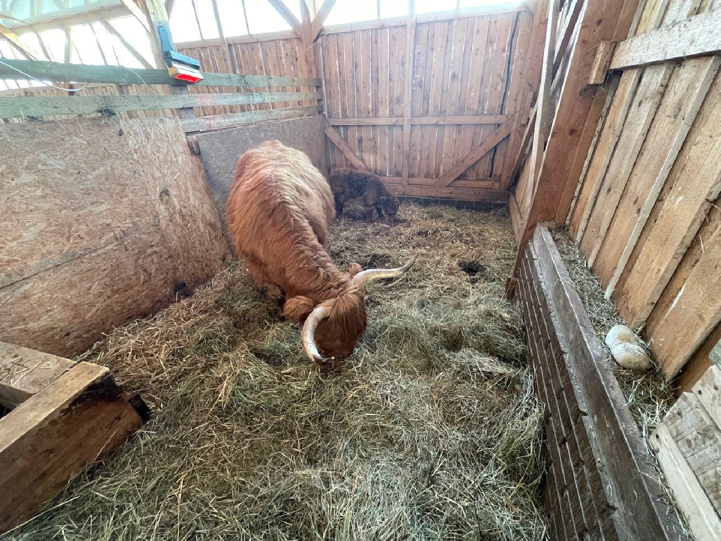 Дмитров, Ферма Российские альпаки, Походкино, вертикалки,