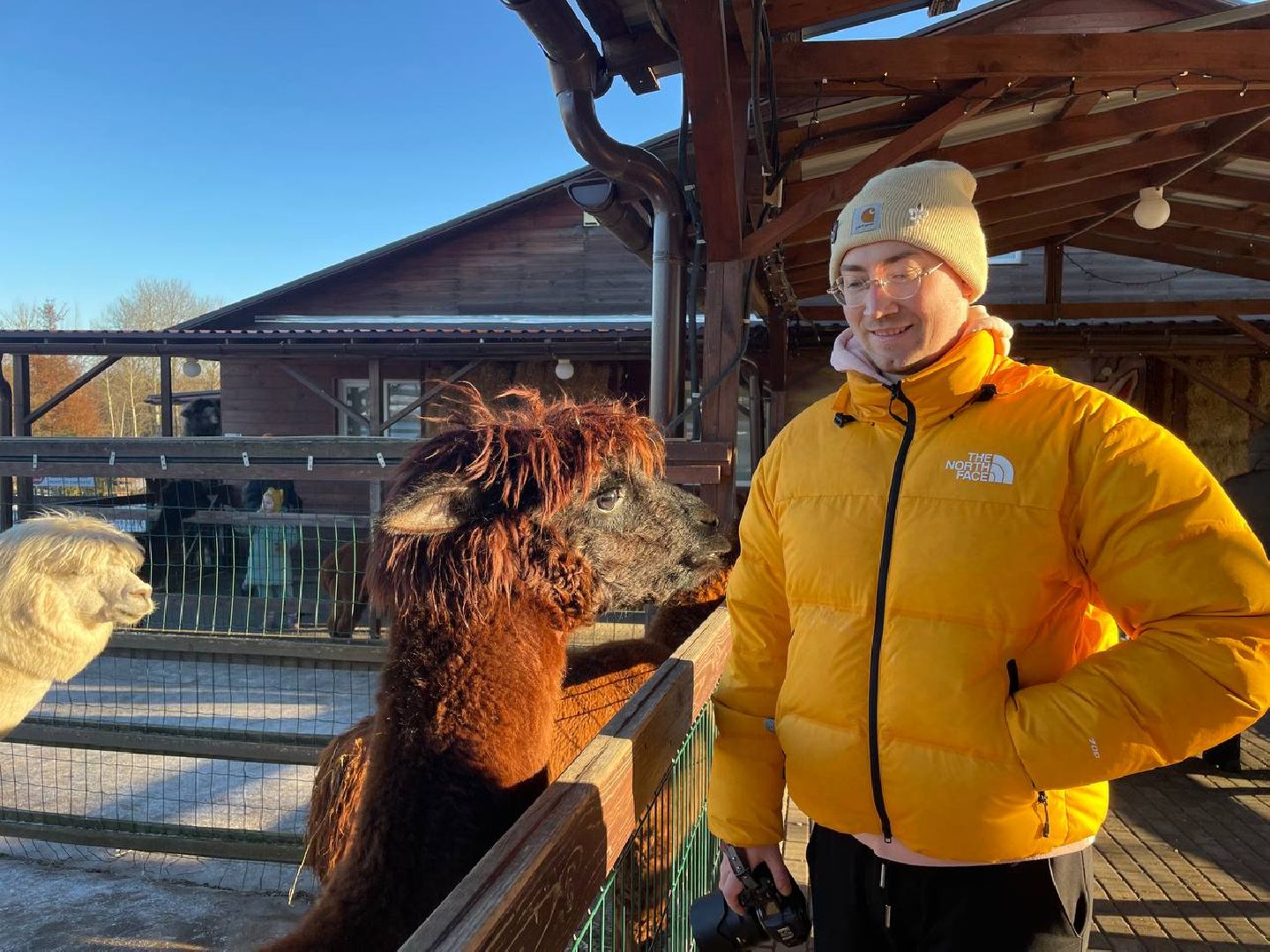 Дмитров, Ферма Российские альпаки, Походкино, вертикалки,