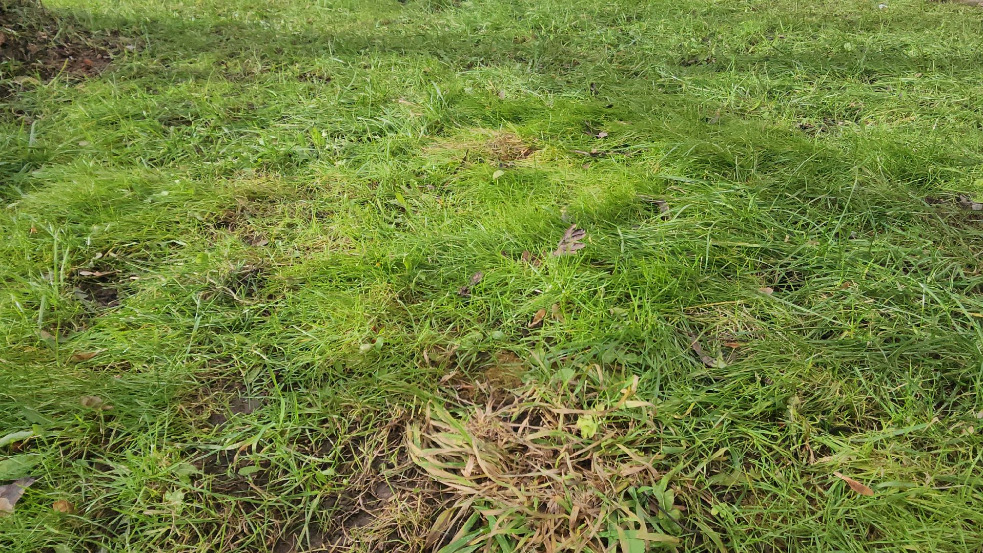 красногорск, аномальная погода, клещи, клещевой энцефалит, вертикалки