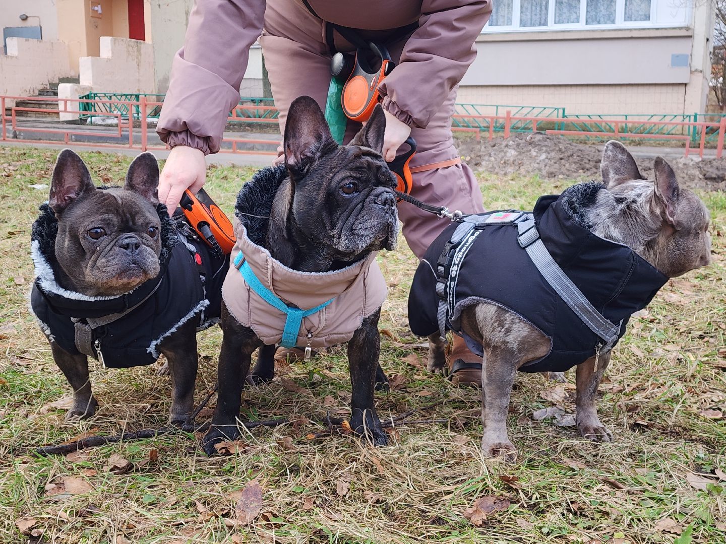 красногорск, аномальная погода, клещи, клещевой энцефалит, вертикалки
