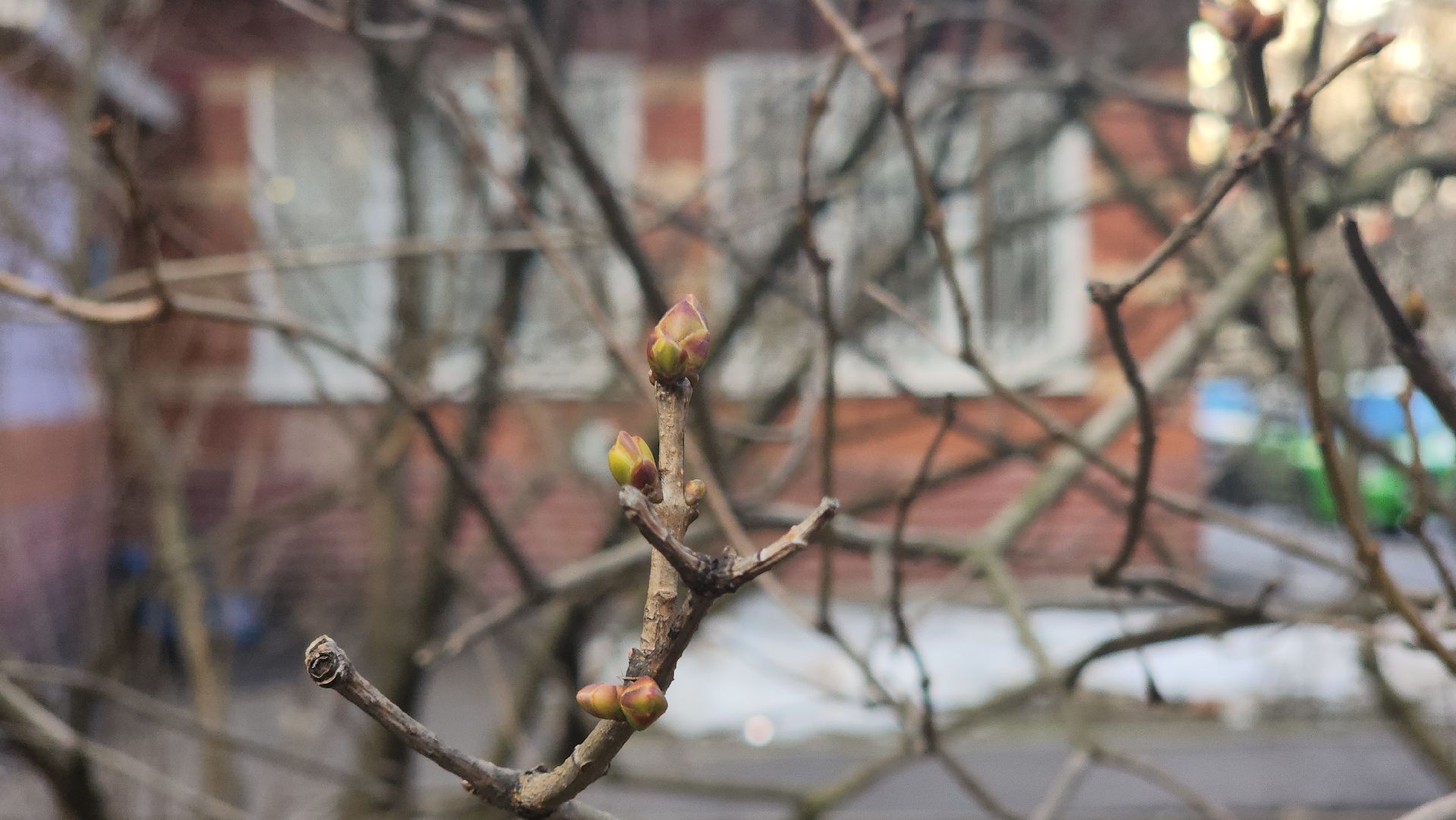 красногорск, аномальная погода, клещи, клещевой энцефалит, вертикалки