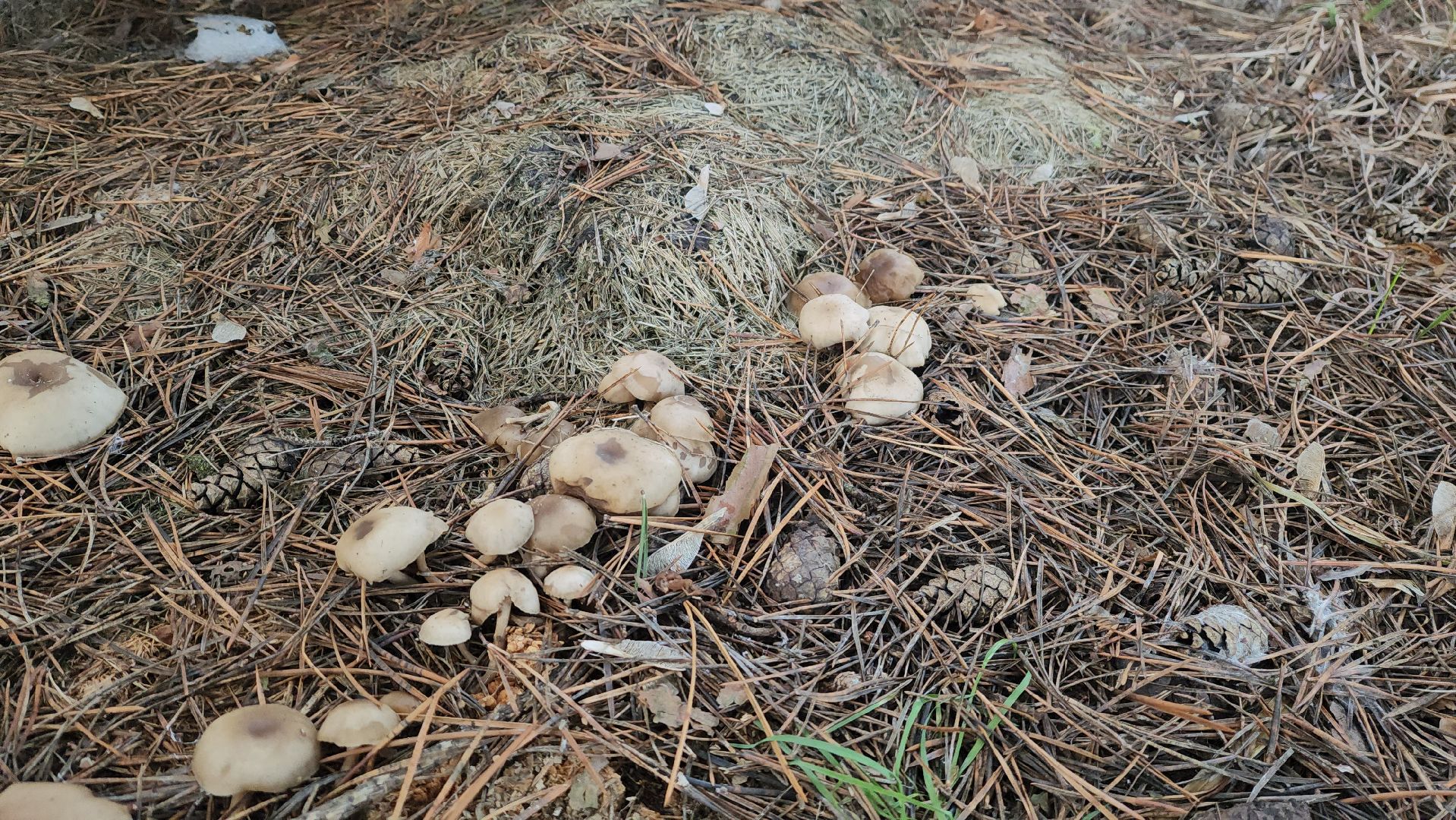 красногорск, аномальная погода, клещи, клещевой энцефалит, вертикалки