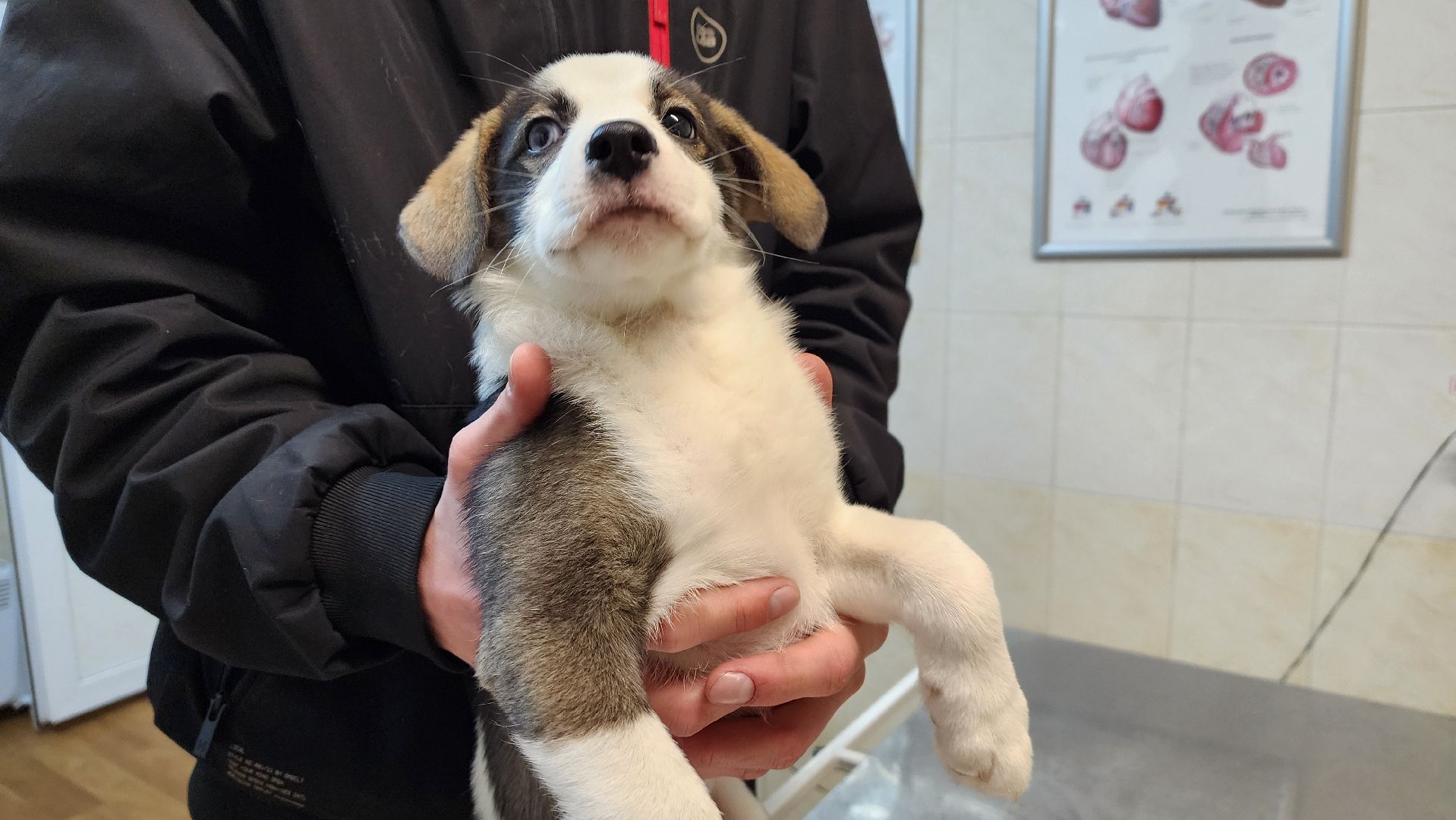 солнечногорск, домашние животные, ветеринарная станция, прививка от бешенства,