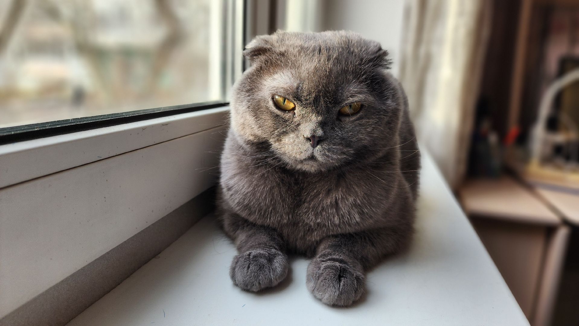 солнечногорск, домашние животные, ветеринарная станция, прививка от бешенства,