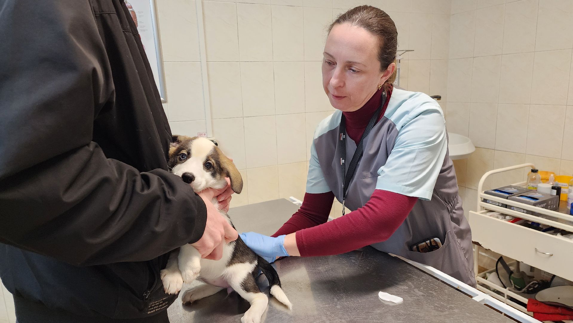 солнечногорск, домашние животные, ветеринарная станция, прививка от бешенства,