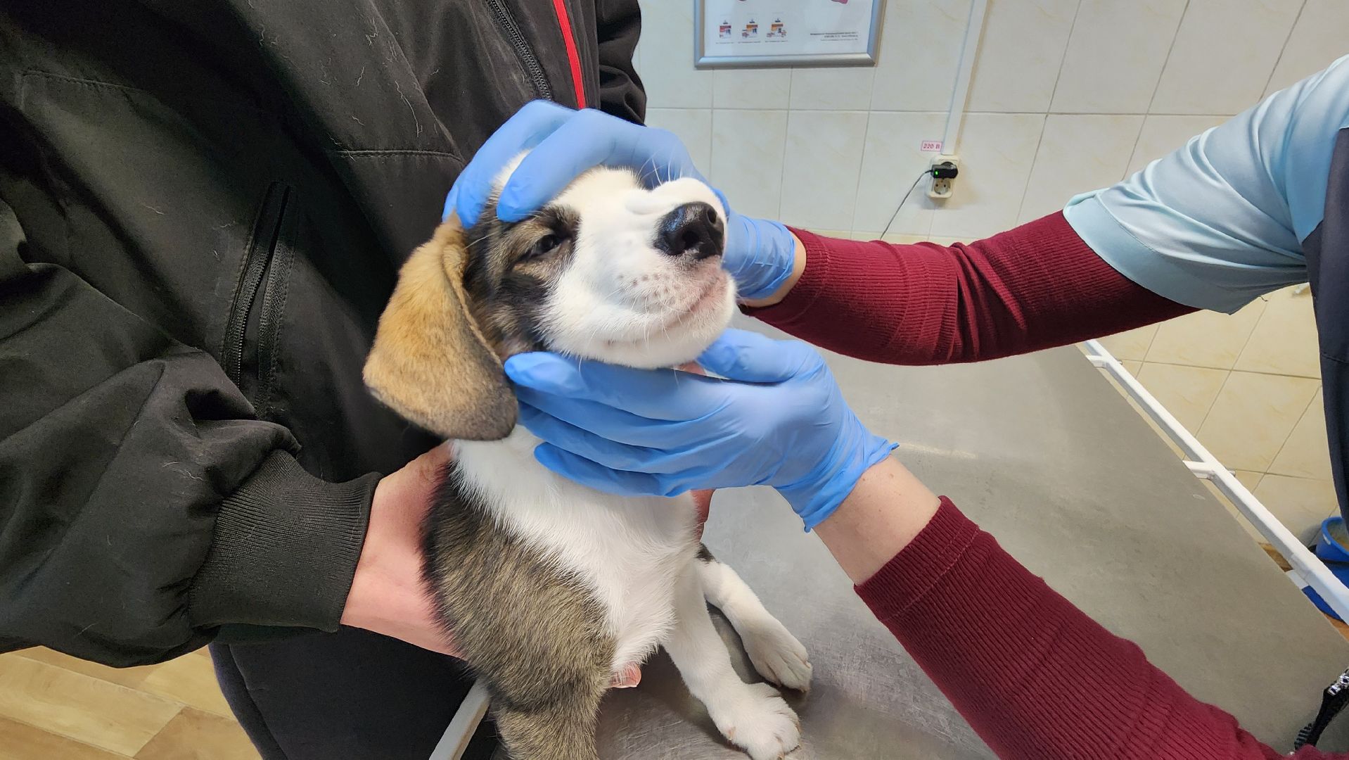 солнечногорск, домашние животные, ветеринарная станция, прививка от бешенства,