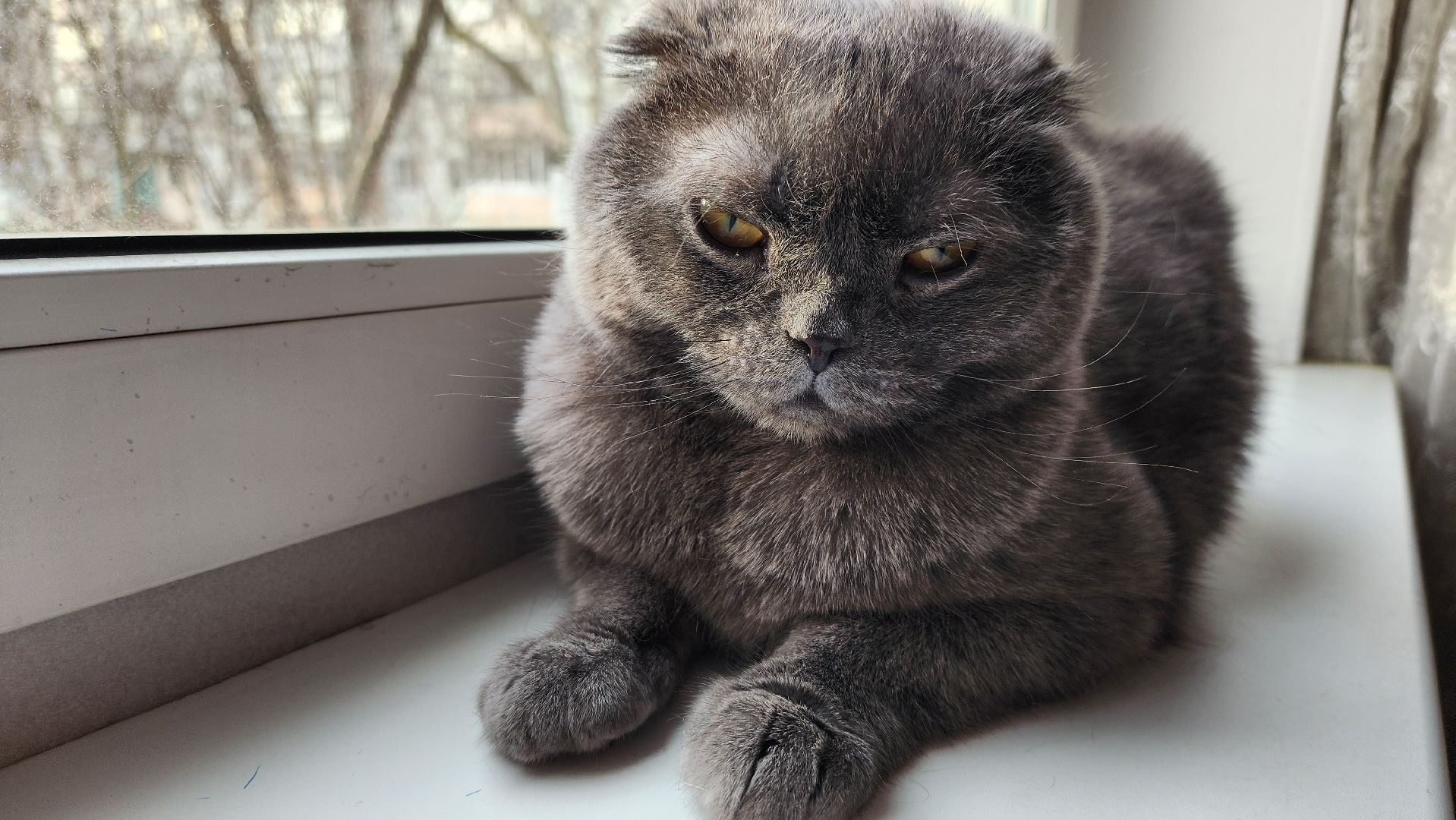 солнечногорск, домашние животные, ветеринарная станция, прививка от бешенства,