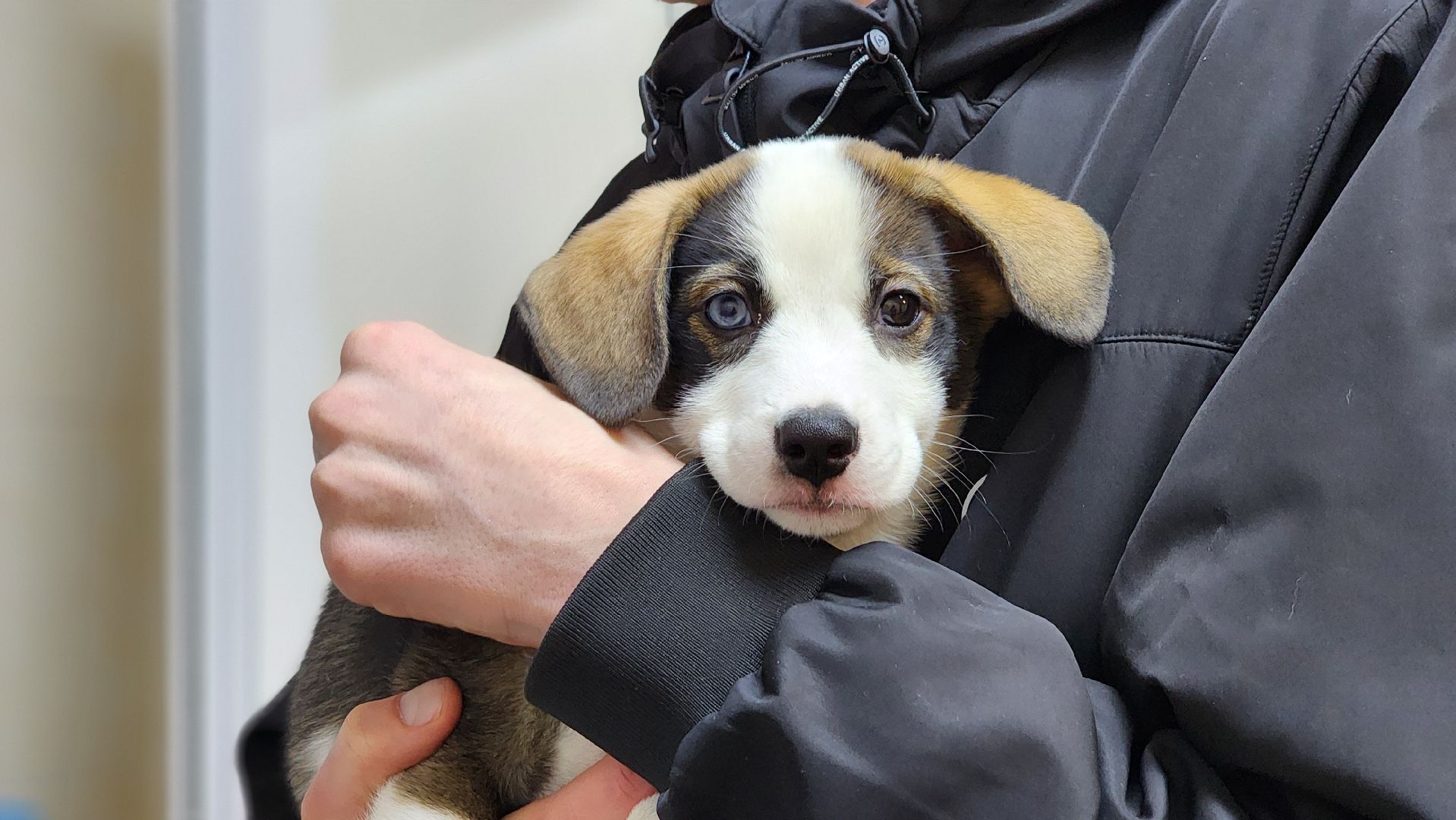 солнечногорск, домашние животные, ветеринарная станция, прививка от бешенства,