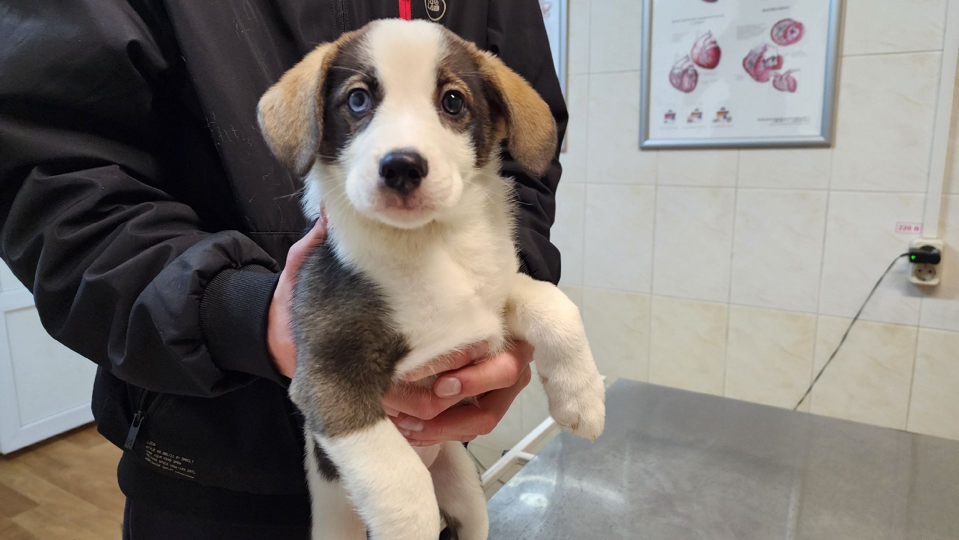 солнечногорск, домашние животные, ветеринарная станция, прививка от бешенства,