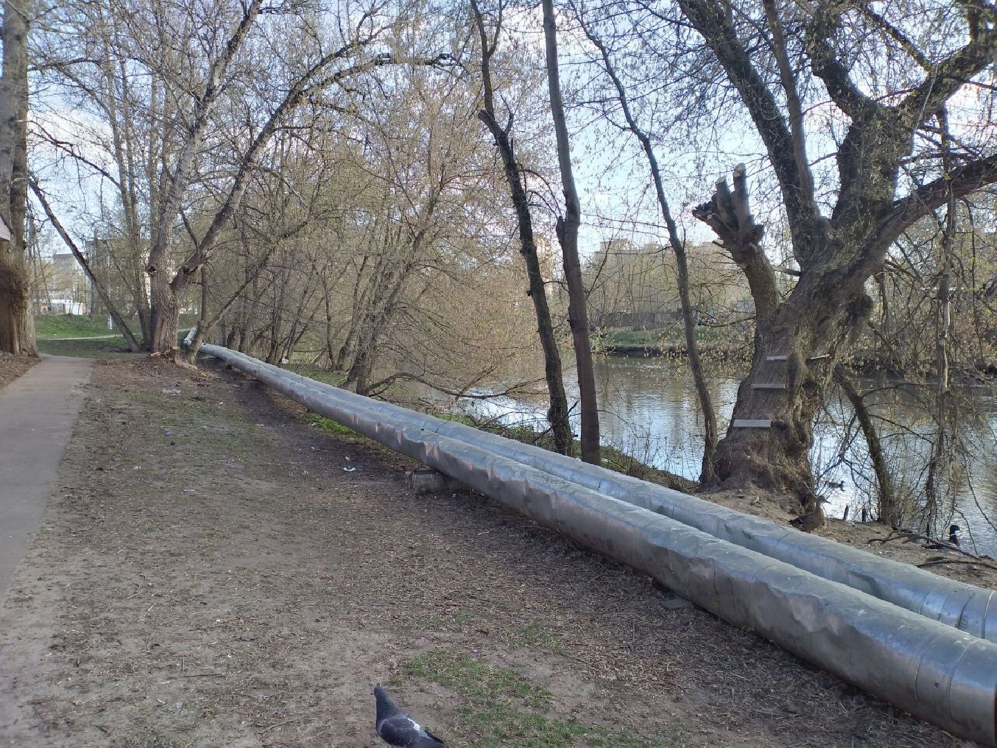 благоустройство, субботник, Лосино-Петровский