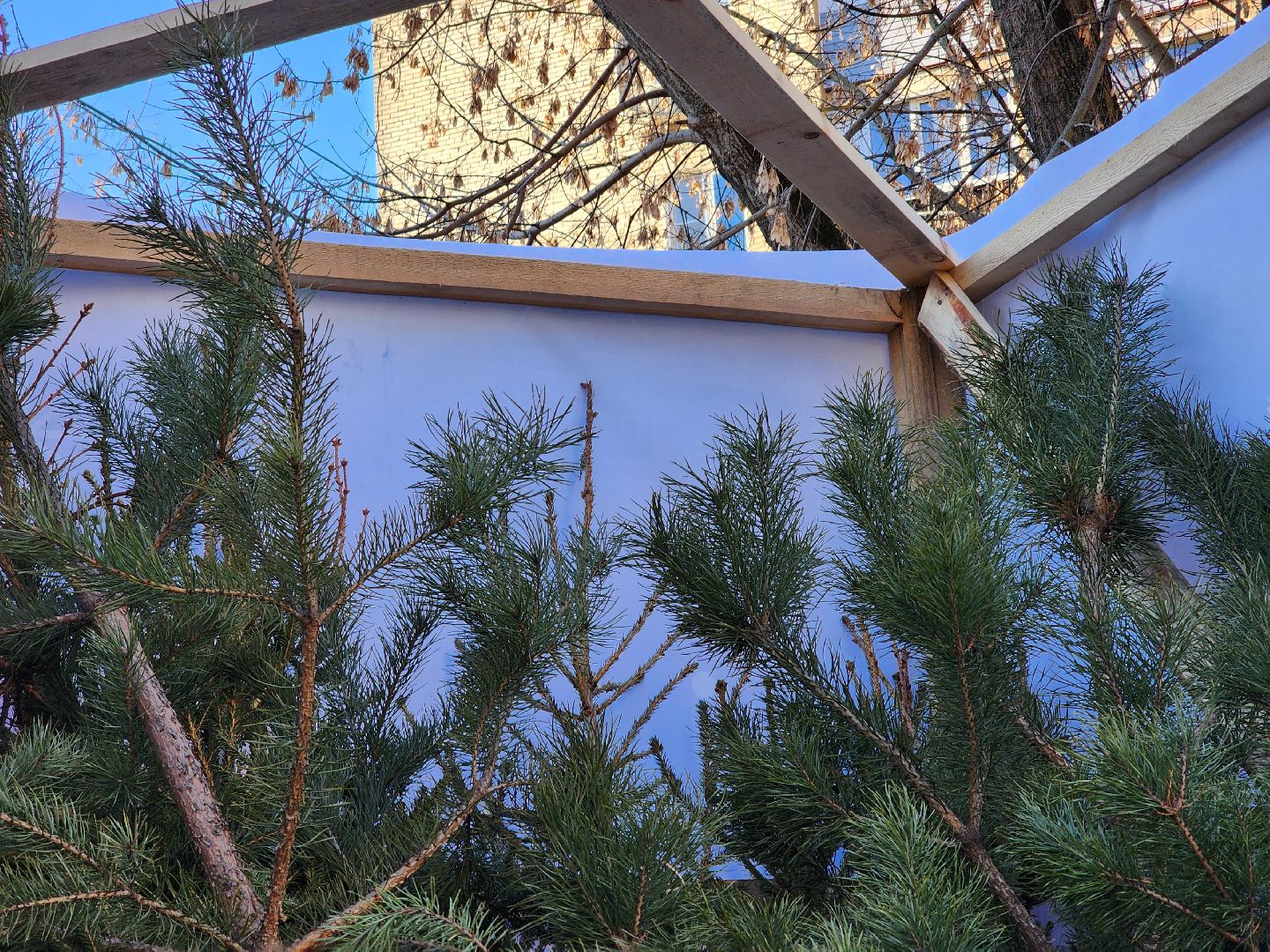 елки, хвойные деревья, утилизация, вертикалки,