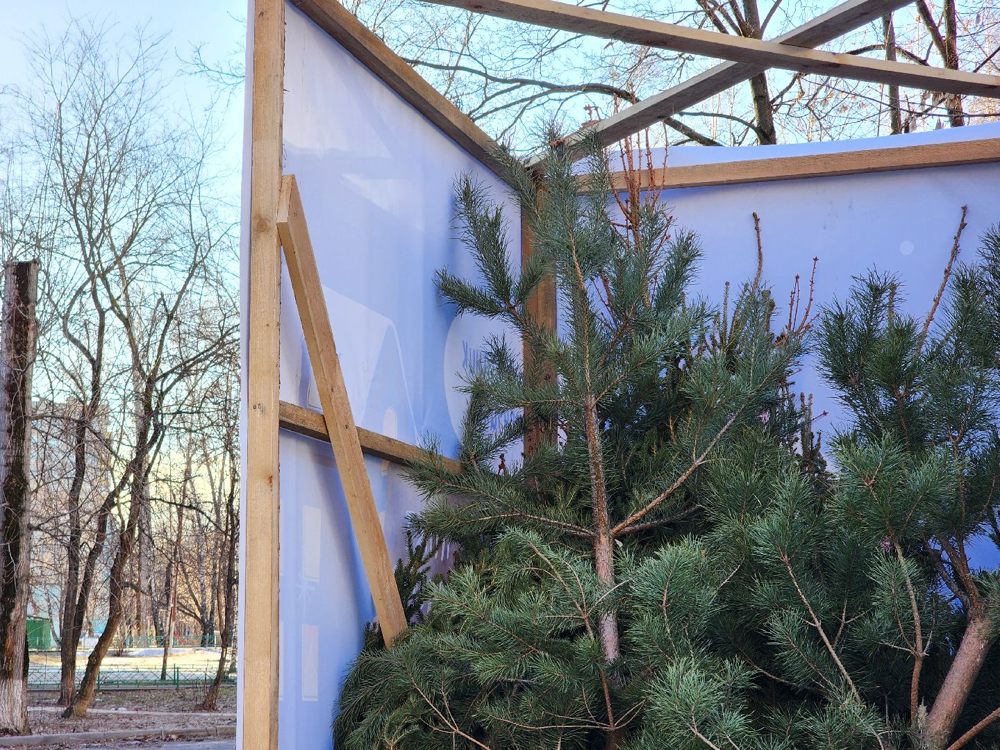 елки, хвойные деревья, утилизация, вертикалки,