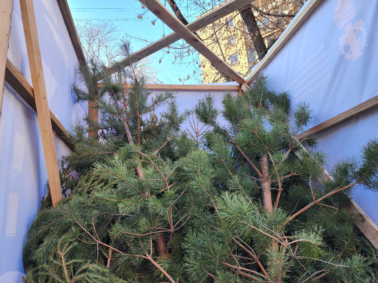 елки, хвойные деревья, утилизация, вертикалки,