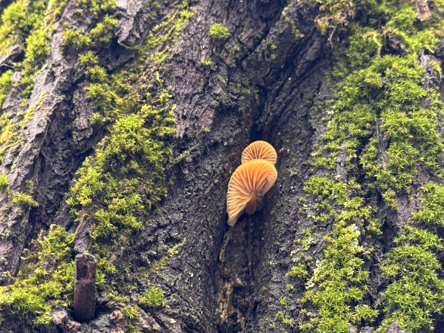 Грибы в январе, Оттепель, Одинцово,