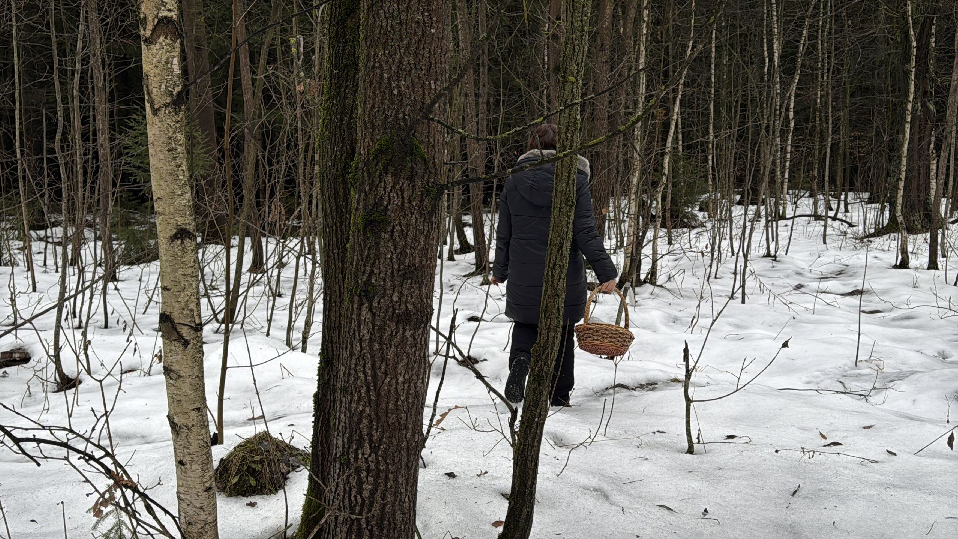 Грибы в январе, Оттепель, Одинцово,