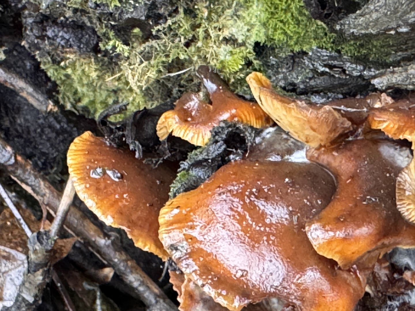 Грибы в январе, Оттепель, Одинцово,