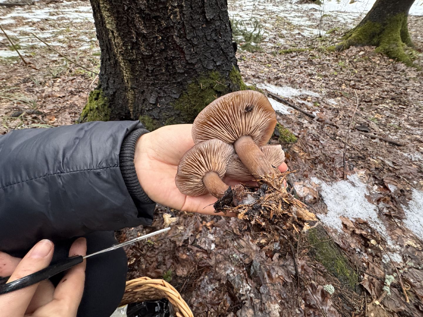 Грибы в январе, Оттепель, Одинцово,