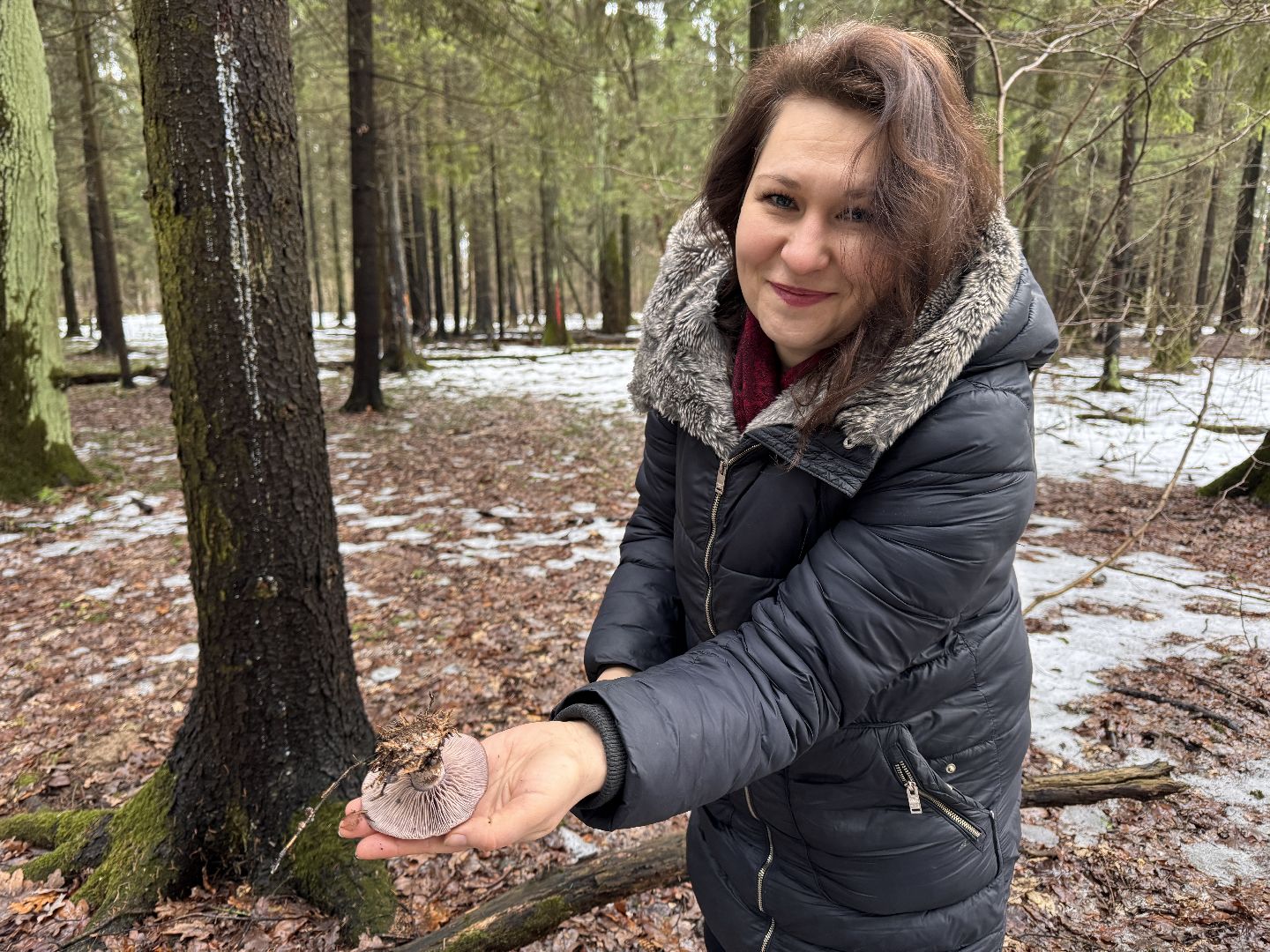 Грибы в январе, Оттепель, Одинцово,