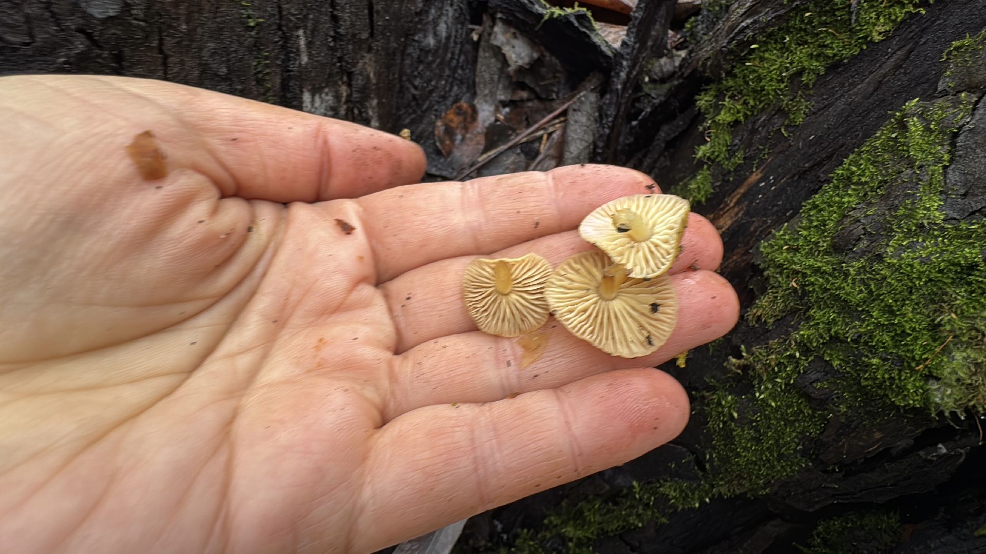 Грибы в январе, Оттепель, Одинцово,