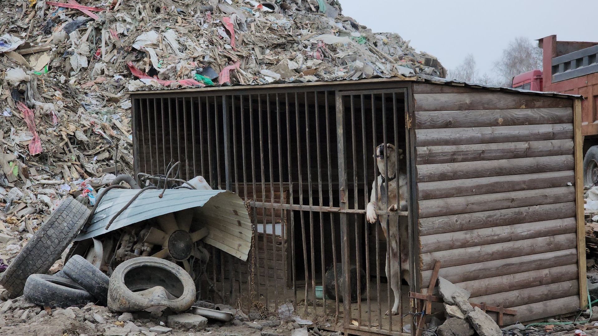 люберцы, отдел экологии, жители, задымление, островцы, сосновый бор,