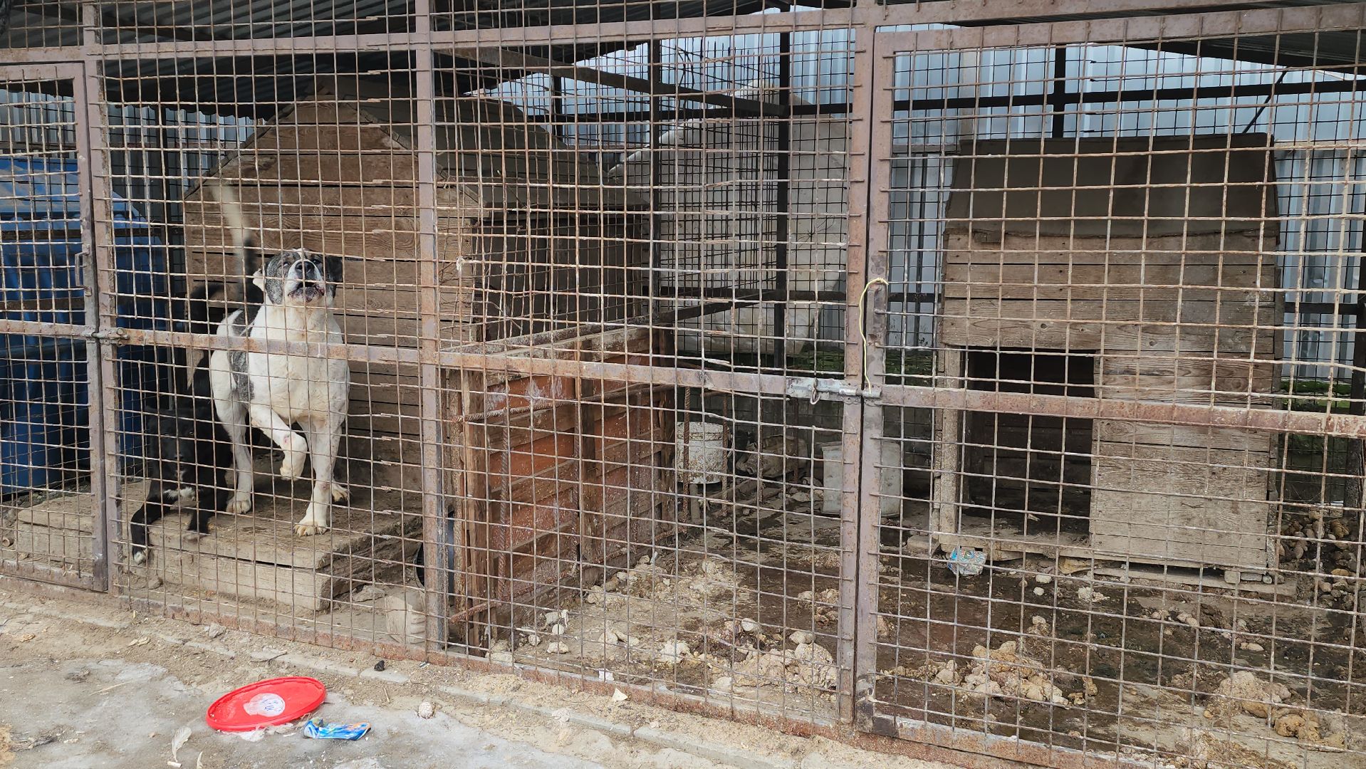 люберцы, отдел экологии, жители, задымление, островцы, сосновый бор,