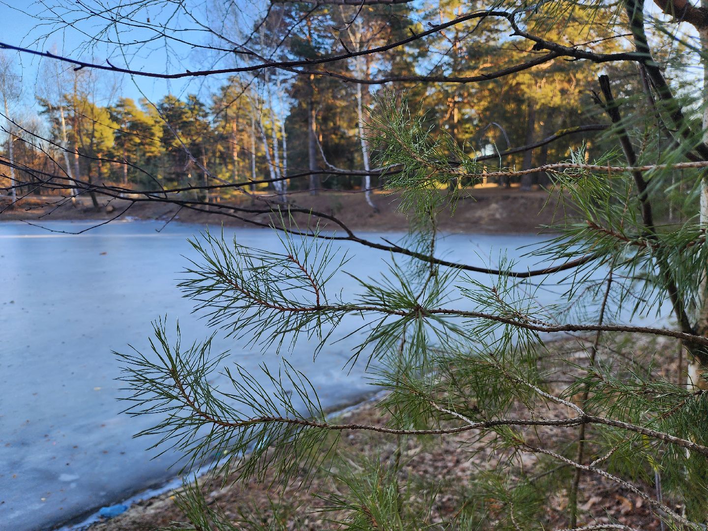 Коломна, благоустройство, пруды, вертикалки,