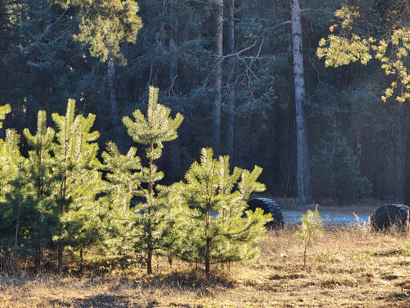 Коломна, благоустройство, пруды, вертикалки,