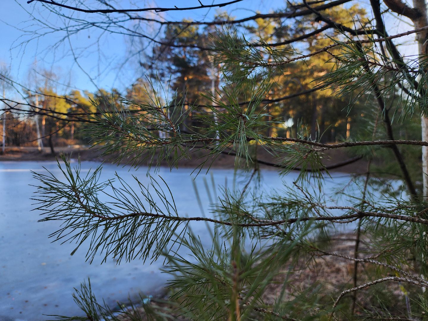 Коломна, благоустройство, пруды, вертикалки,