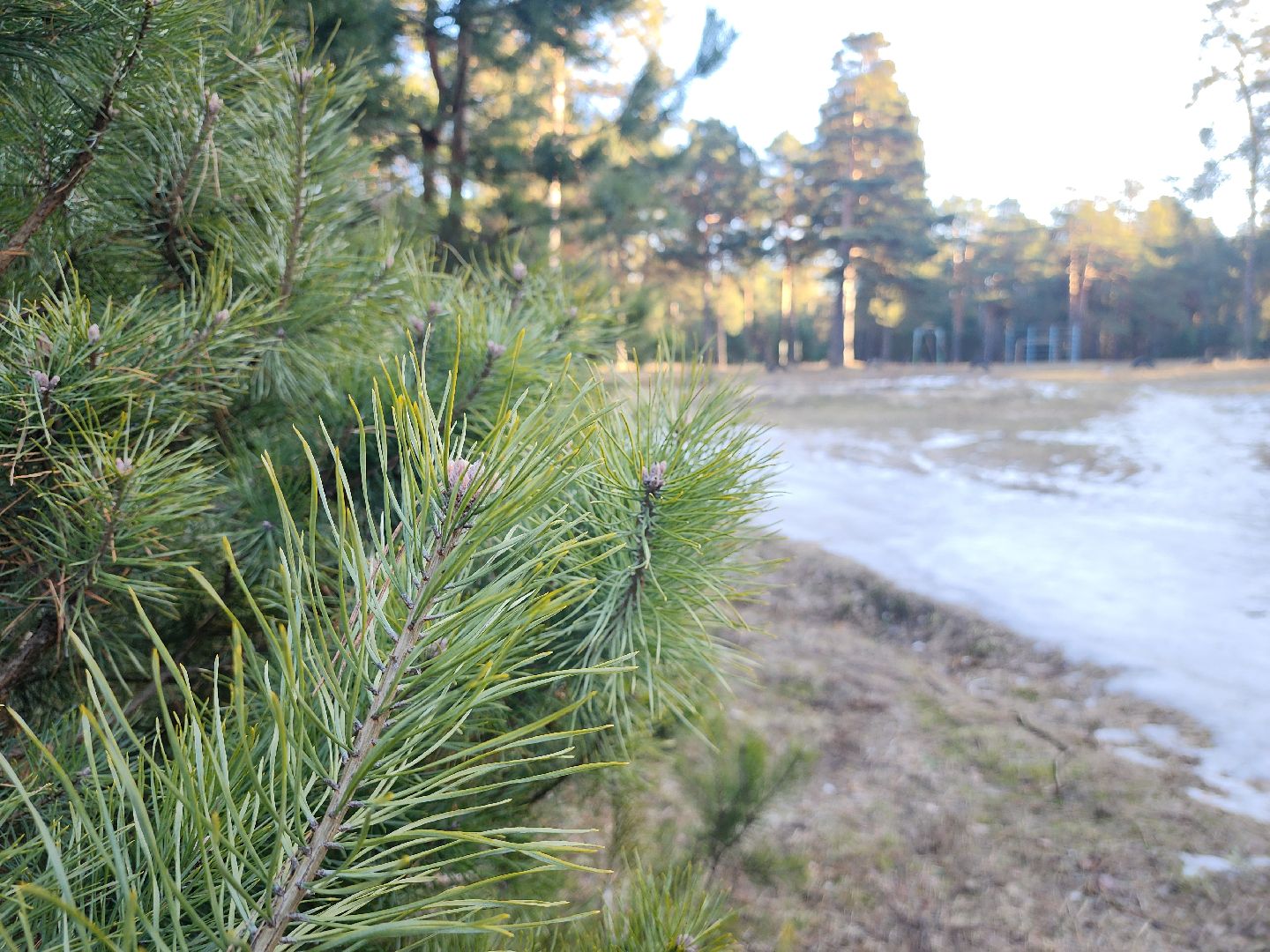 Коломна, благоустройство, пруды, вертикалки,