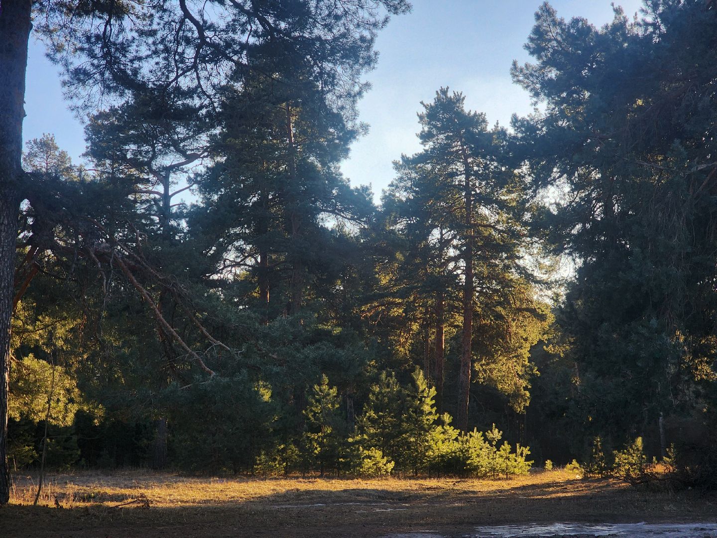 Коломна, благоустройство, пруды, вертикалки,
