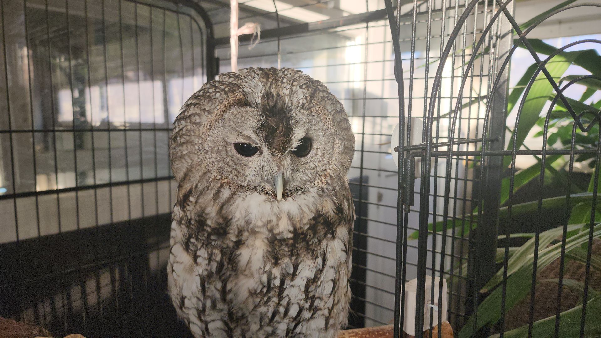 сова, техцентр, автосервис, балашиха,