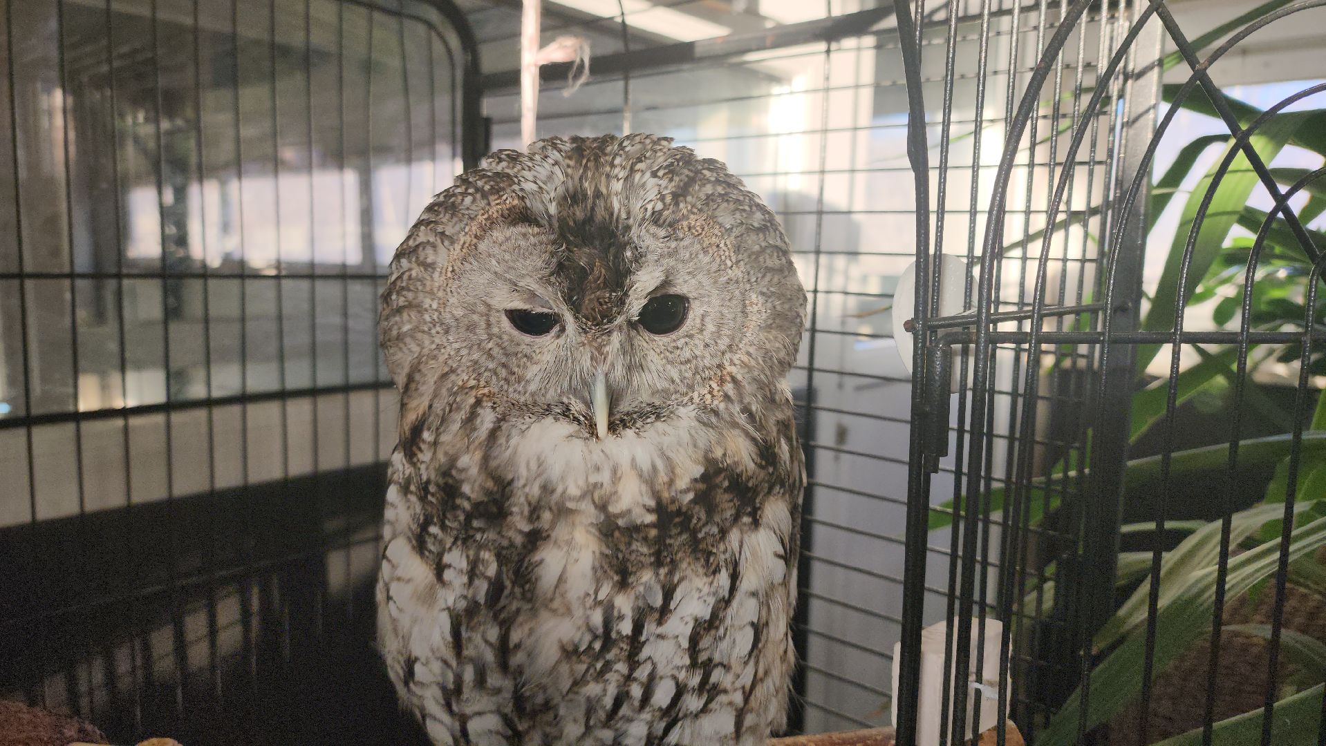 сова, техцентр, автосервис, балашиха,